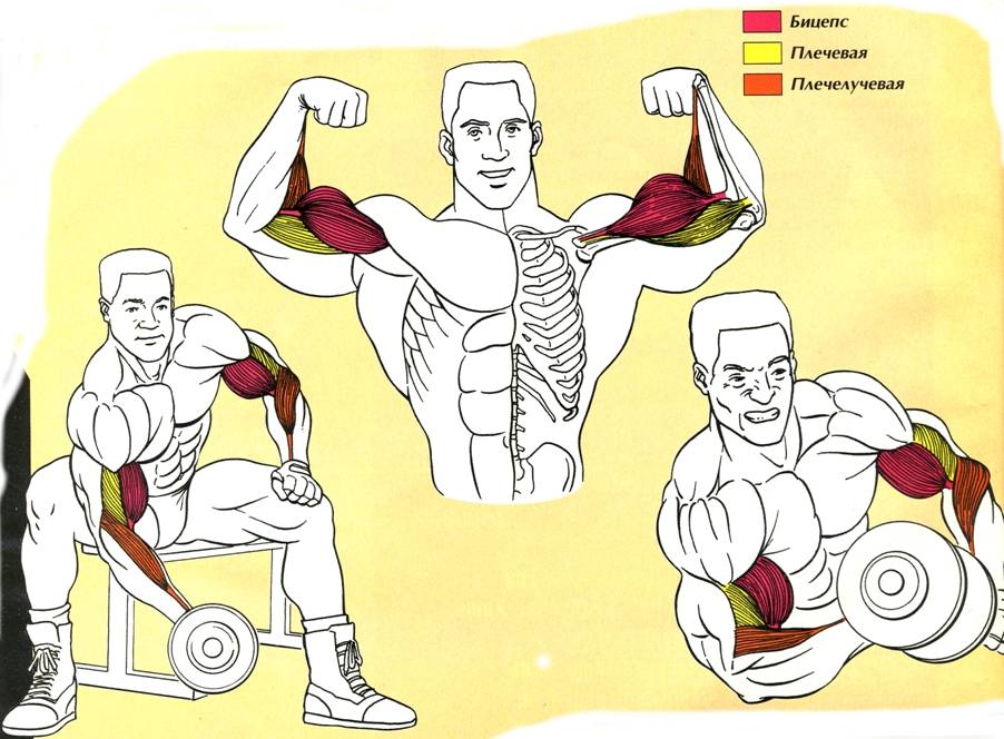 Как накачать мышцы дома