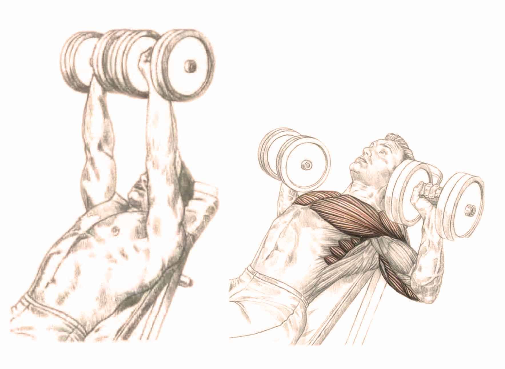 Жим гантелей лёжа ✪ какие мышцы тренируются и как правильно выполнять