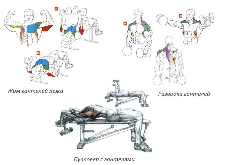 Упражнения с гантелями для мужчин в домашних условиях в картинках