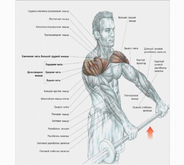 Упражнения на переднюю дельту плеча: как накачать передние дельты. тренировка передней дельты с гантелями