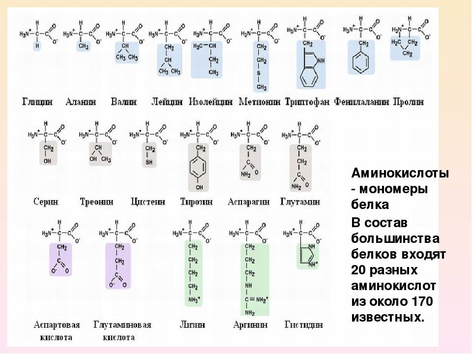 Аминокислоты - общая формула, классификация и основные свойства соединений