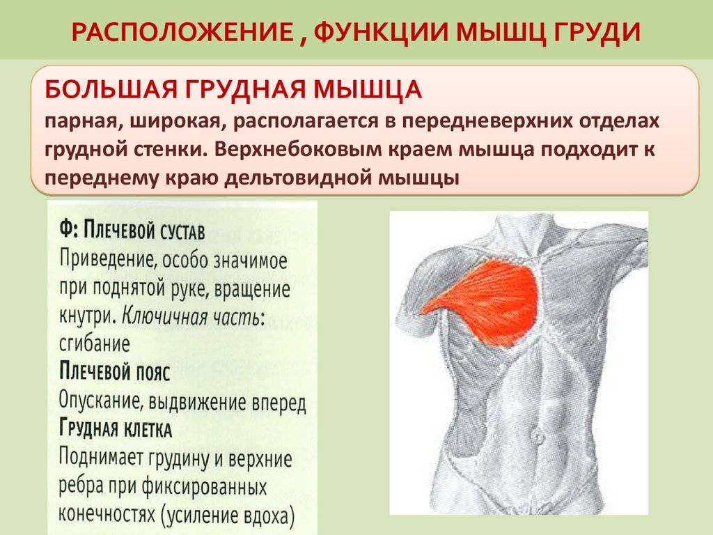 Анатомия мышц груди . на какие 2 группы делятся грудные мышцы? – bodyfito.ru
