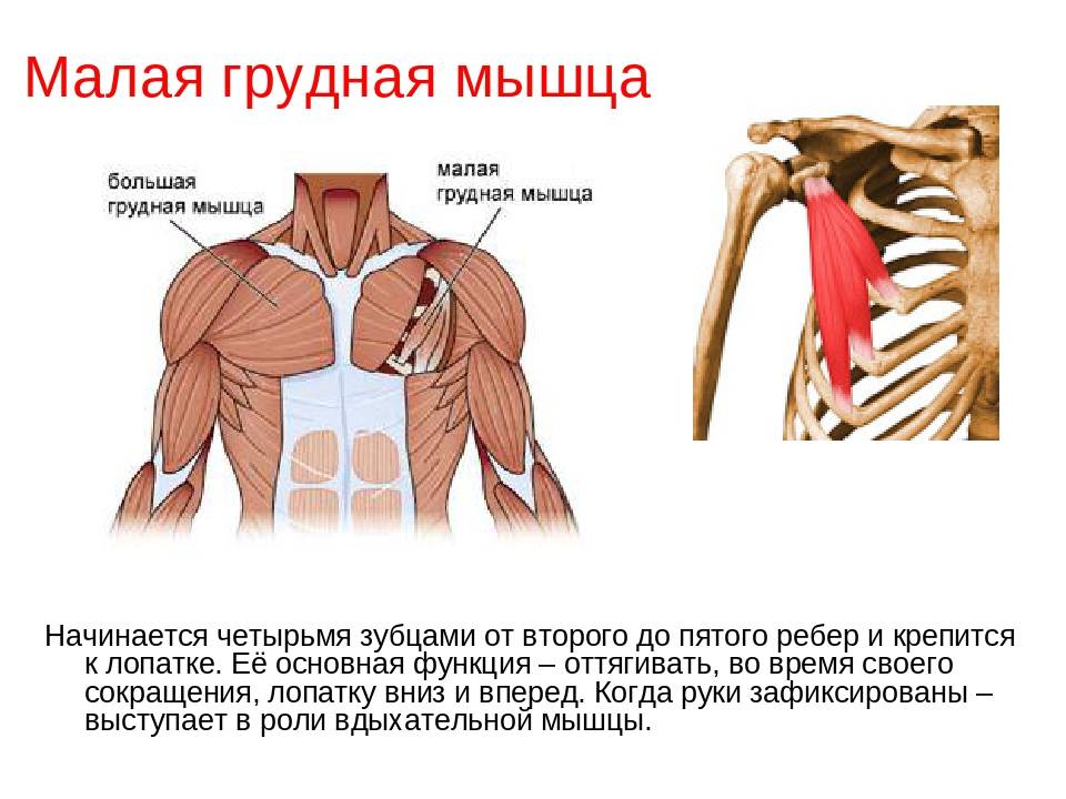 Анатомия грудных мышц мужчины, женщины. строение, функции