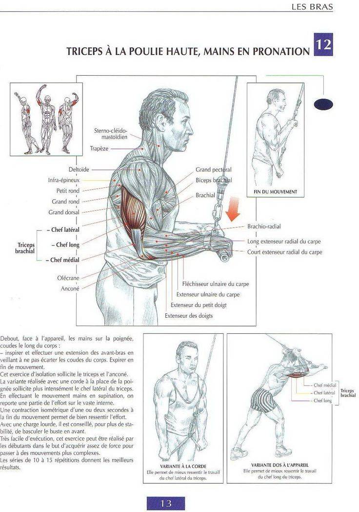 Тренировка рук на массу для мужчин: лучшие упражнения