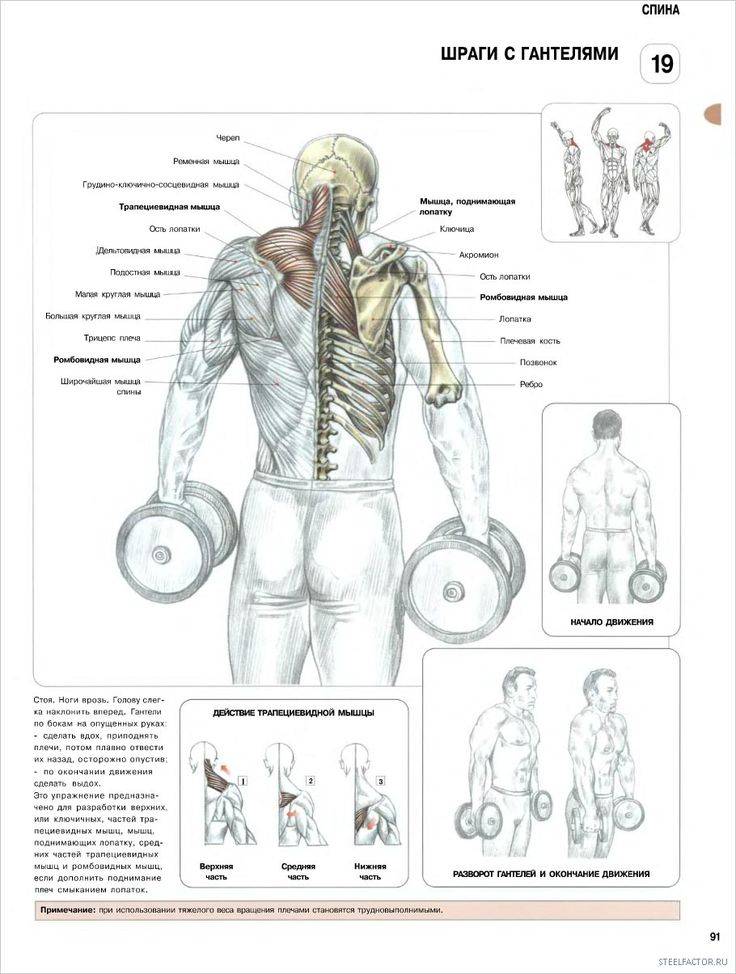 Упражнения на спину в домашних условиях с гантелями для мужчин. упражнения для мышц спины с гантелями | здоровое питание