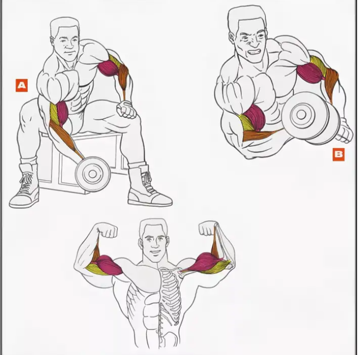 Базовые и изолирующие упражнения для мышц рук