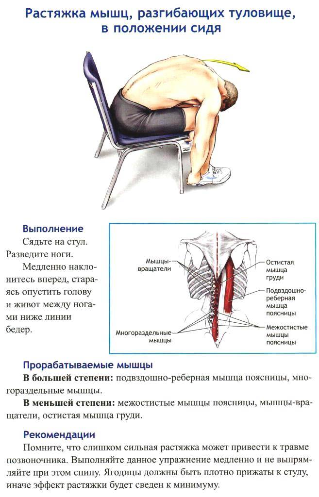 Многораздельные мышцы поясницы: анатомия, функции и упражнения
