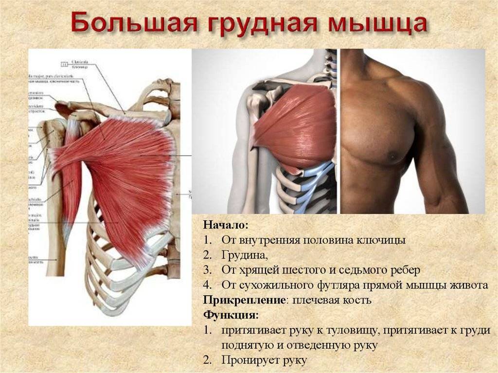 Строение молочной железы