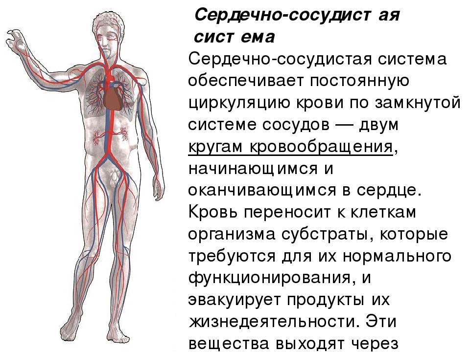 Функции сердечно сосудистой системы картинки