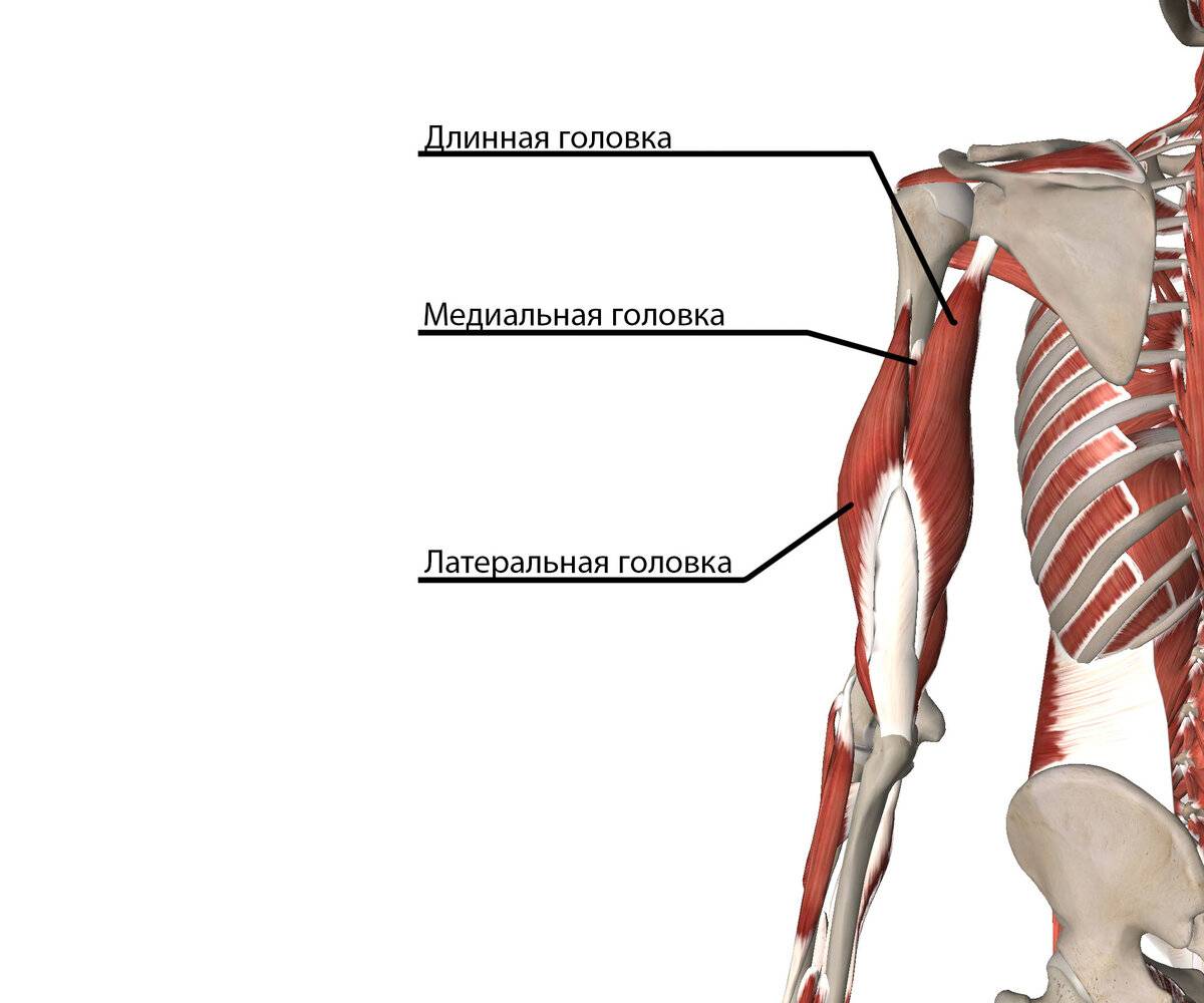 Трицепс: анатомия, строение трехглавой мышцы плеча и функции