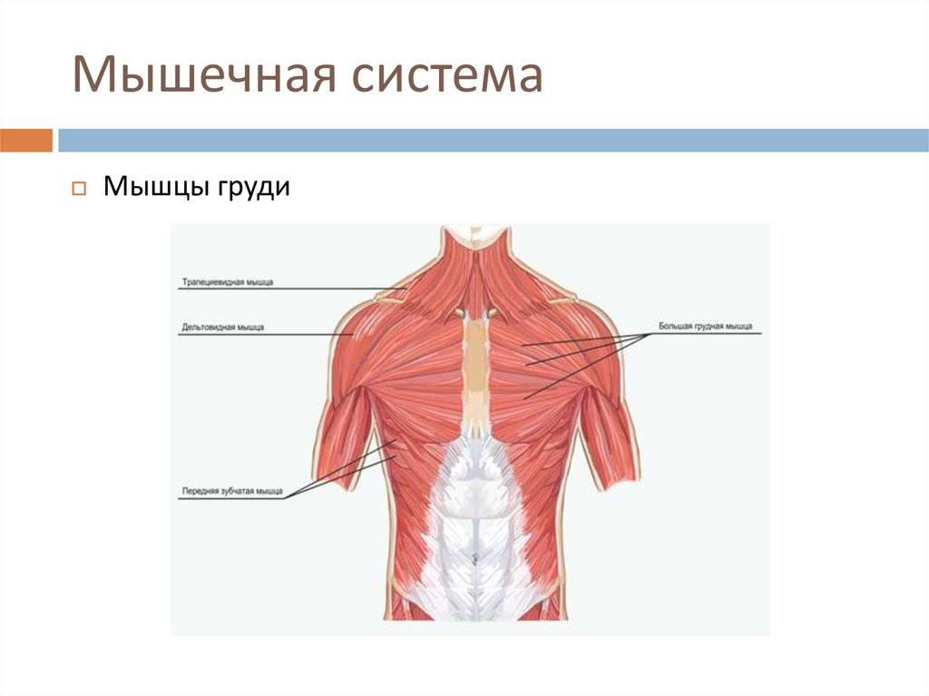 Анатомия грудных мышц: строение, виды, функции и многое другое