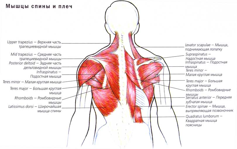 Мышцы спины схема с названиями