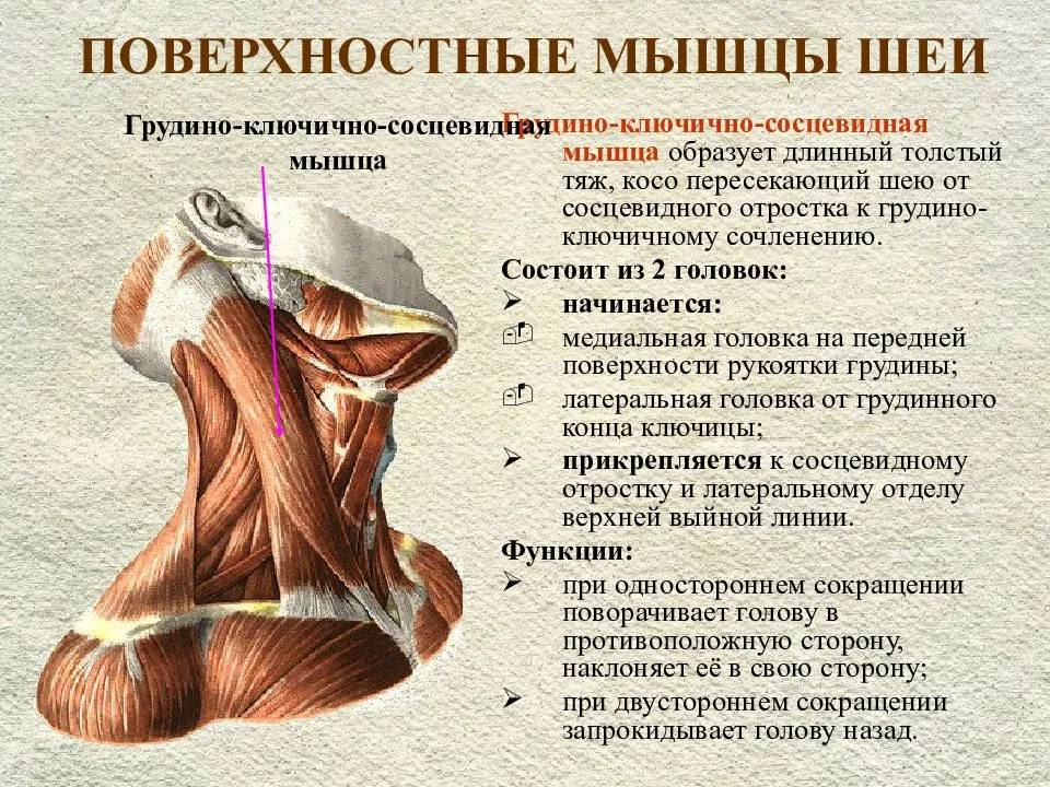 Для чего нужна шея. Мышцы шеи сзади анатомия. Строение мышц шеи спереди. Лестничные и грудино ключично сосцевидные мышцы. Грудино ключично сосцевидная мышца шеи.