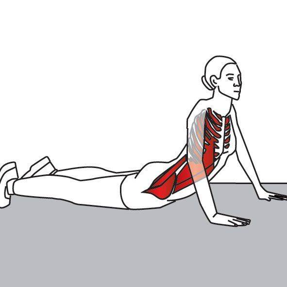 Растяжка мышц спины – эффективные, профилактические методы