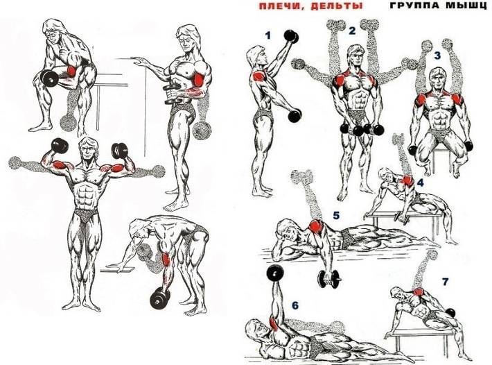 Упражнения на бицепс в тренажерном зале: 5 упражнений для тренировки бицепсов