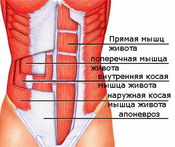Поперечная мышца живота: анатомия и упражнения для тренировки