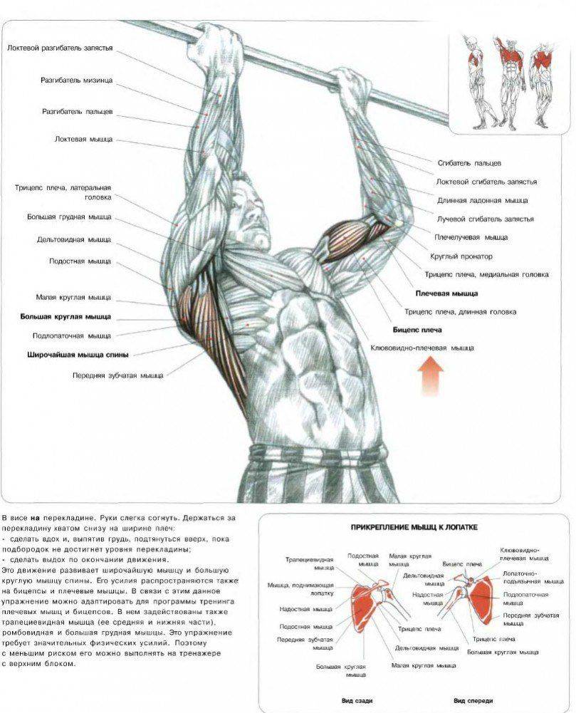 как качать грудь с плечами фото 119