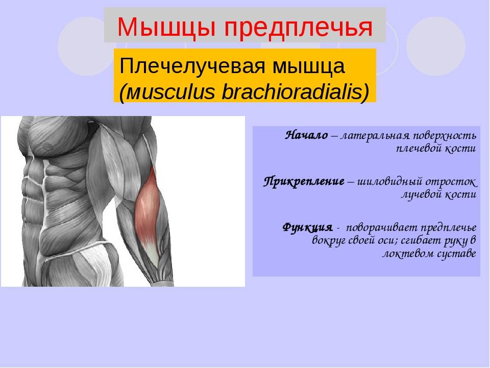 Плечелучевая мышца: анатомия, функции, топ упражнений на брахиорадиалис