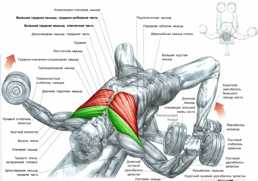 Упражнения на грудные мышцы: обзор эффективных тренировок на все части мышц груди