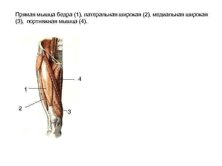 Четырехглавая и двуглавая мышцы бедра