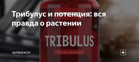 "трибулус": эффект, описание, состав, польза и вред