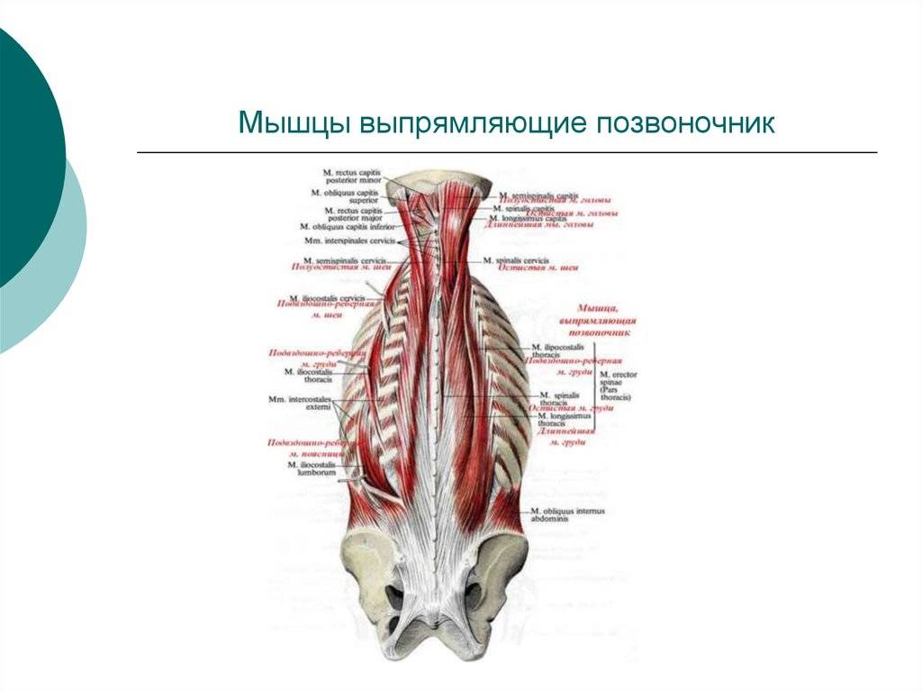 Анатомия мышц спины. разбор всех мышц и + 8 упражнений для их развития