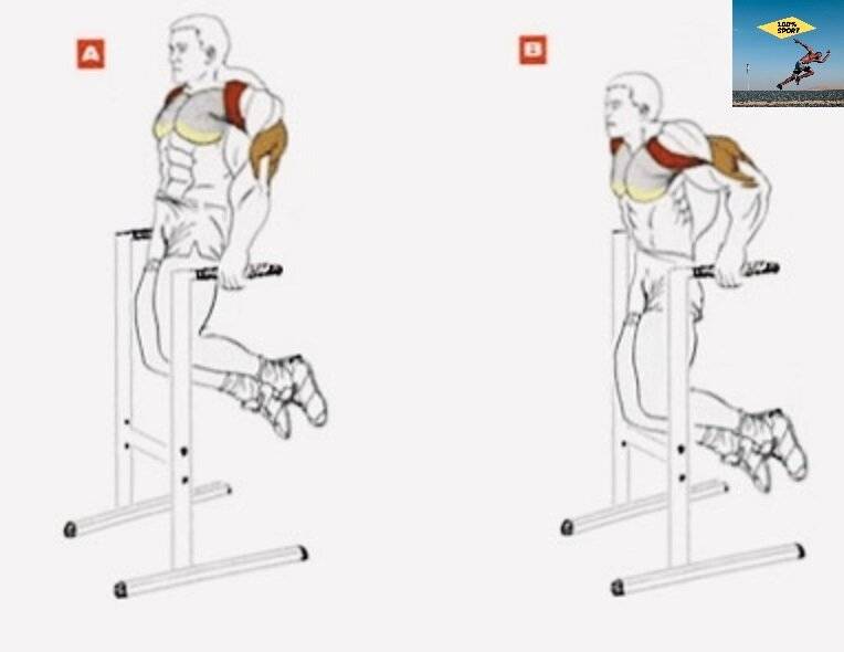 Брусья мышцы. Брусья на трицепс техника. Брусья мышцы задействованы. Трицепсовые отжимания на брусьях. Отжимания на брусьях на трицепс техника.
