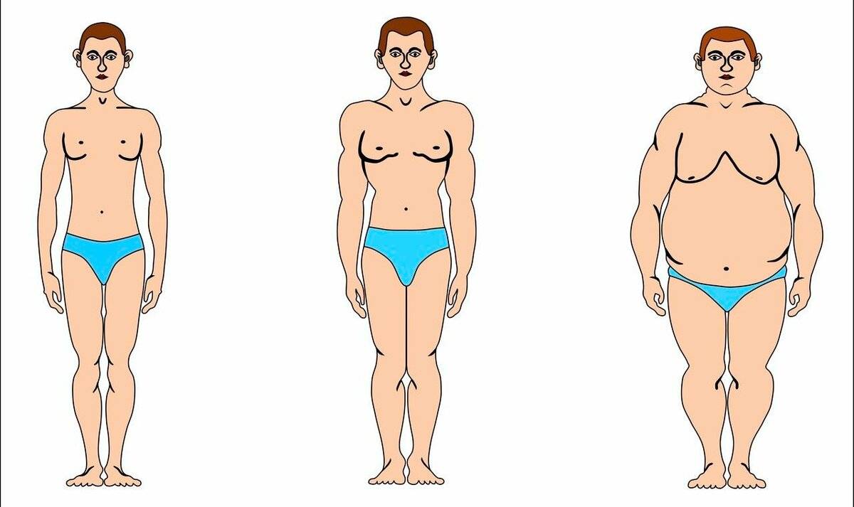 Основные типы телосложения, их признаки и характерные особенности
