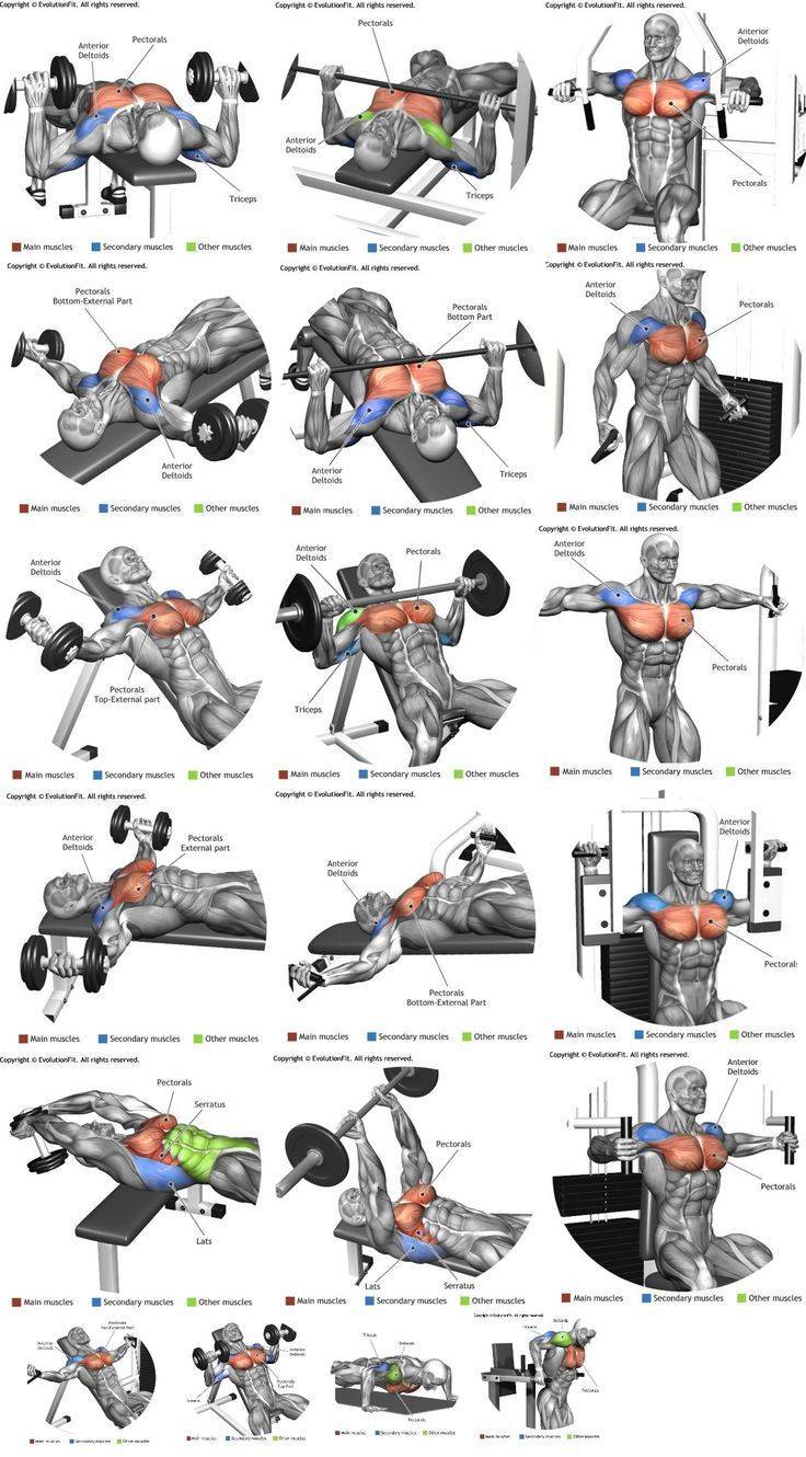 Упражнения на грудные мышцы: список из 15 самых лучших упражнений (обзор в схемах и видео)