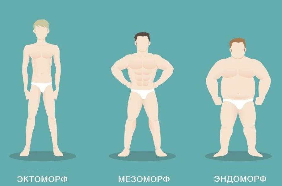 Эктоморф: кто это, какое у них телосложение и как определить?