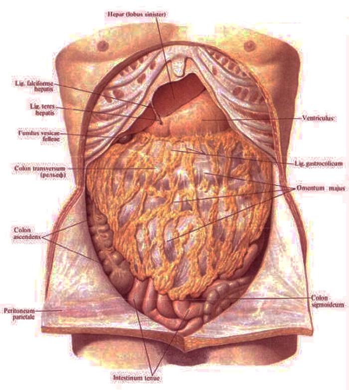 Какие органы находятся с правой стороны у человека под ребрами спереди фото
