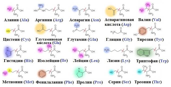 Синтетические аминокислоты: незаменимые инструменты в ваших исследованиях