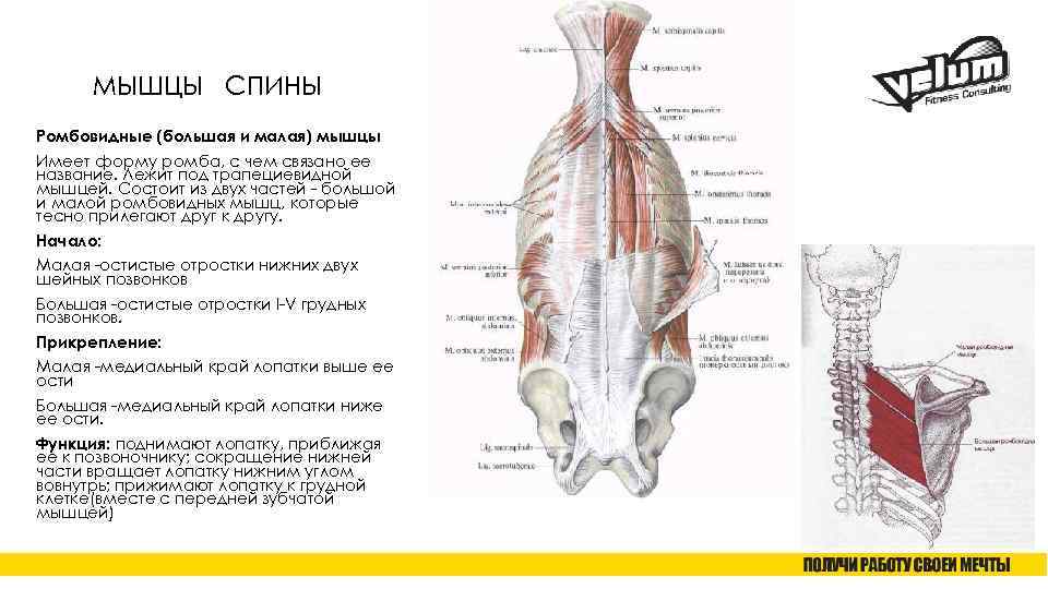 Анатомия глубоких и поверхностных мышц спины человека