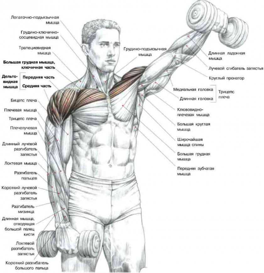 Упражнения для грудных мышц для мужчин и женщин