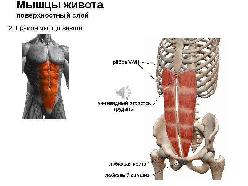 Прямая мышца живота — анатомия, функции, лучшие упражнения