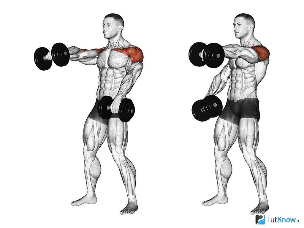 Упражнения на плечи с гантелями для мужчин: комплекс тренировок, чтобы накачать мышцы дельты