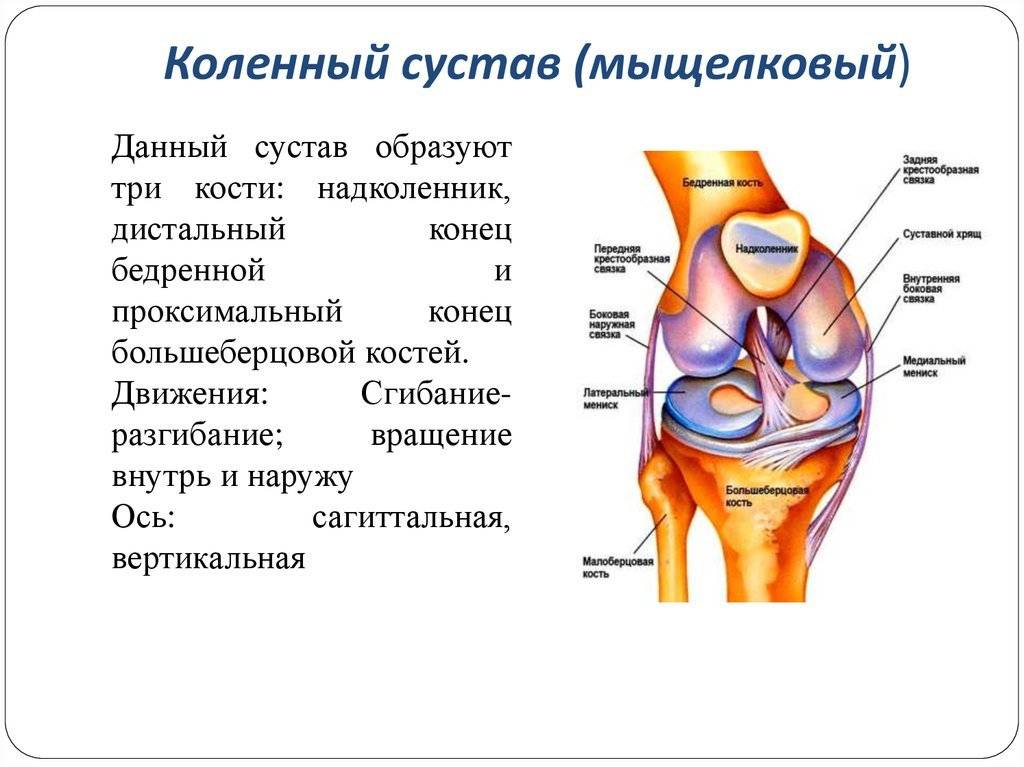 Строение коленного сустава и связок человека фото