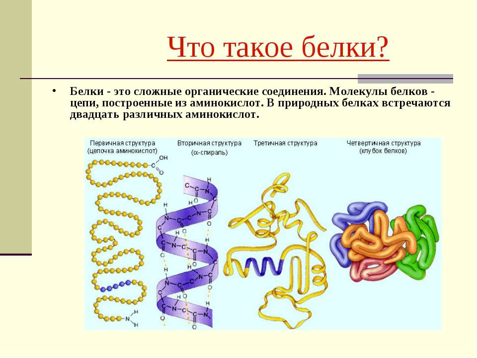 Сложные белки презентация