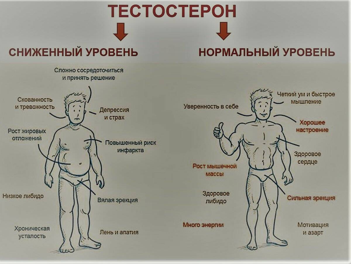 «антивозрастные» гормоны ускоряют старение - vechnayamolodost.ru