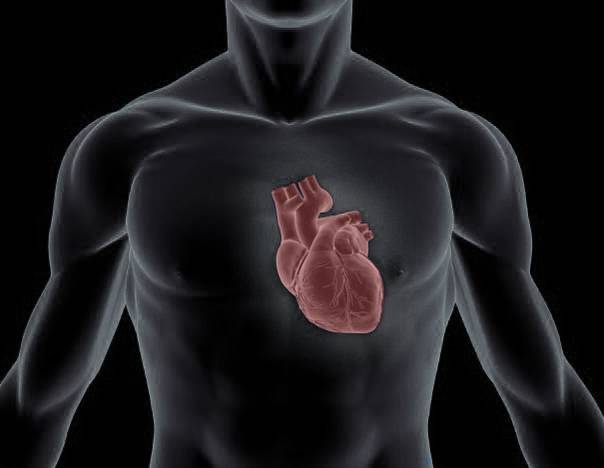 Путь к сердцу человека: как гормон роста влияет на работу сердечно-сосудистой системы — интернет- журнал "актуальная эндокринология"