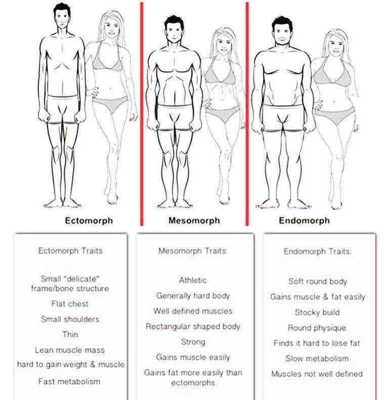 Эндоморф: особенности телосложения, правила питания