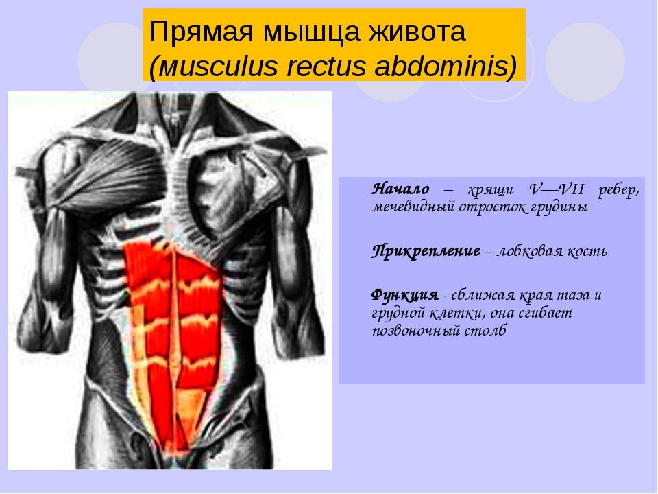 Прямая мышца живота — анатомия, функции, лучшие упражнения