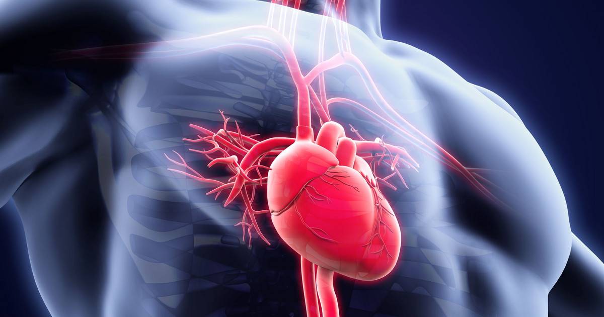 Путь к сердцу человека: как гормон роста влияет на работу сердечно-сосудистой системы — интернет- журнал "актуальная эндокринология"