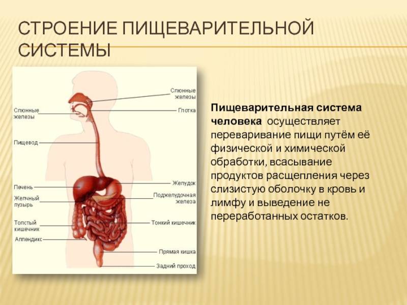 Основы анатомии и физиологии человека. профессиональные заболевания: физиология желудочно-кишечного тракта