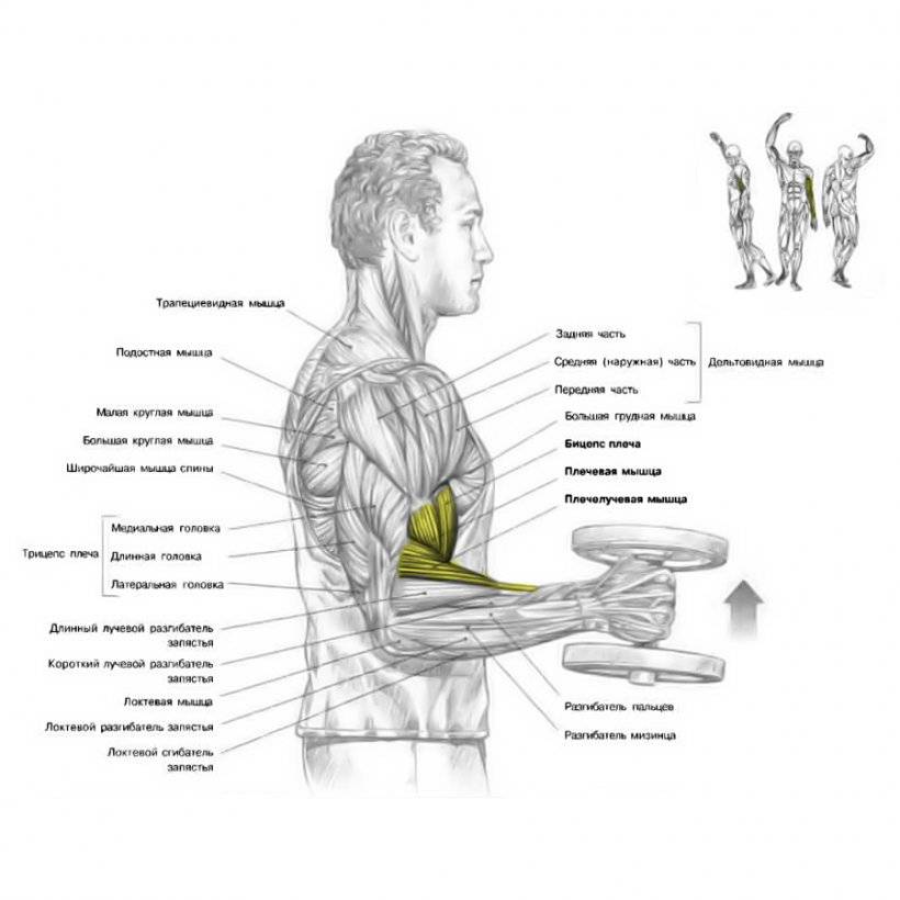 Как накачать грудные мышцы. тренировка грудных мышц