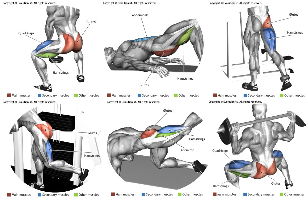 Ягодичные мышцы мужчины. Упражнения для ног и ягодиц в тренажерном зале для мужчин. Упражнения на ягодицы для мужчин. Упражнения для накачки ягодичных мышц. Упражнения на ягодичные мышцы в тренажерном зале.