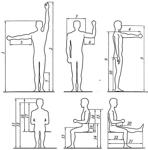 Пропорции тела в бодибилдинге