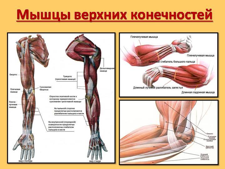 Мышцы руки схема