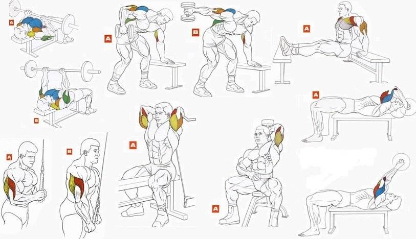Бицепс в домашних условиях: как быстро накачать мужчине? пошаговое фото+видео руководство 12 базовых упражнений