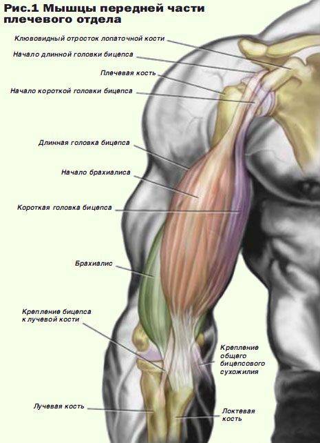 Анатомия мышц верхней конечности человека – информация: